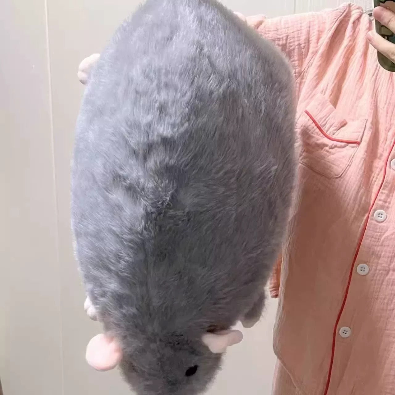 🔥🔥🔥Giant rat