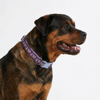 Sugar Bloom™ Collar – Lilac Charm