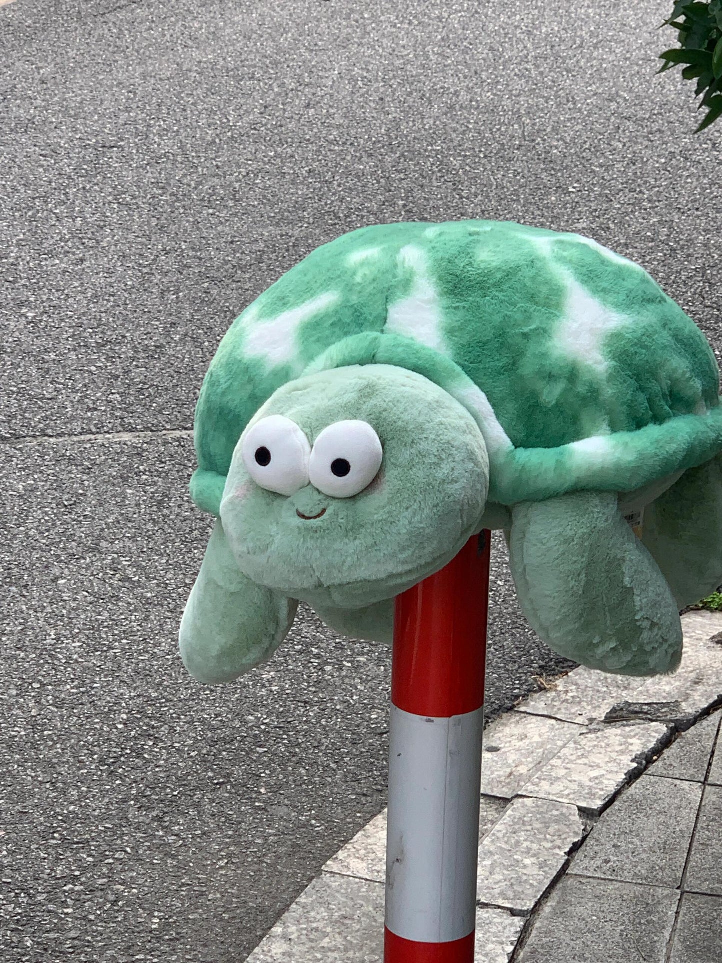 Turtle